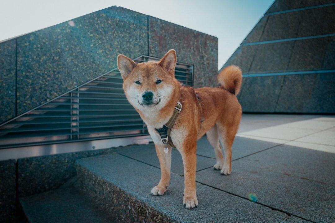 shiba inu price prediction 2025 - Photo by Joshua katt on Unsplash
