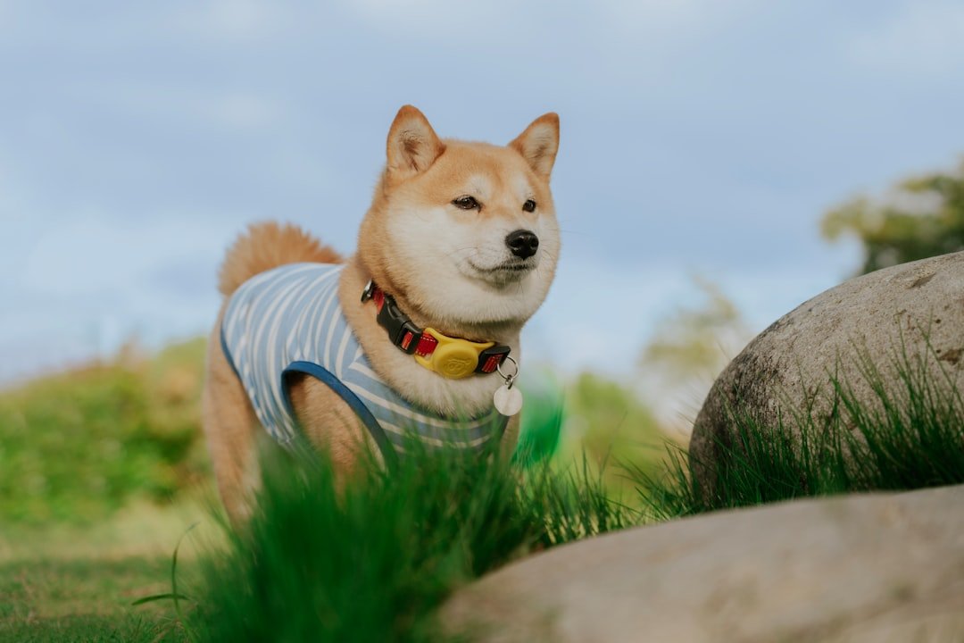 shiba inu price prediction 2035 - Photo by Alvan Nee on Unsplash